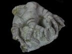 Bargain, Hylodecrinus Crinoid Fossil - Crawfordsville, Indiana #68505-1